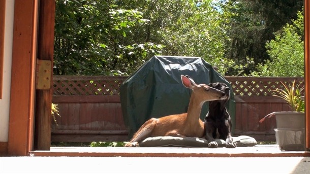 Dog and deer