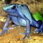 Poison dart frog