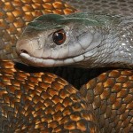 Taipan Snake