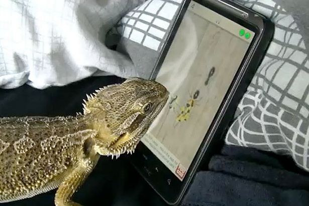 bearded-dragon