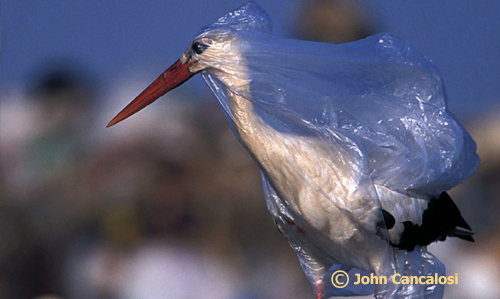 bird stuck in plastic 