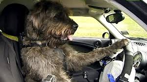 dog-driver