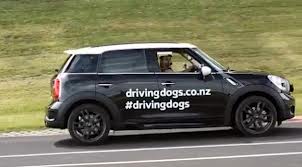 driving-dog-mini