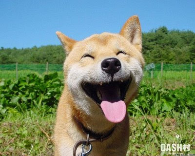 laughing dog