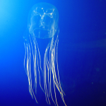 sea wasp
