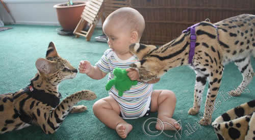 servals