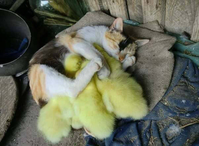 unusual animal friendship 