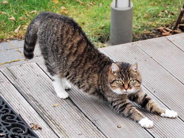 Cat Stretching