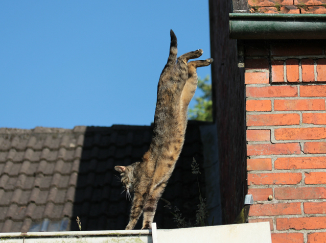 Cat Jumping