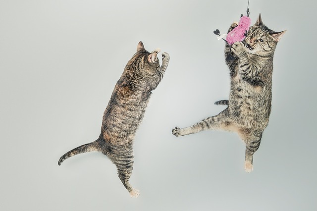 Cats Leaping