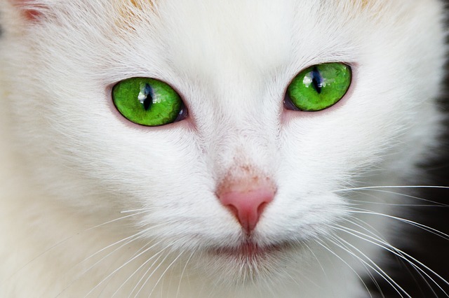 Cat Nose Print
