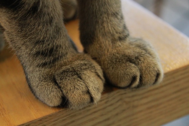 Cats Sweat Through Paws