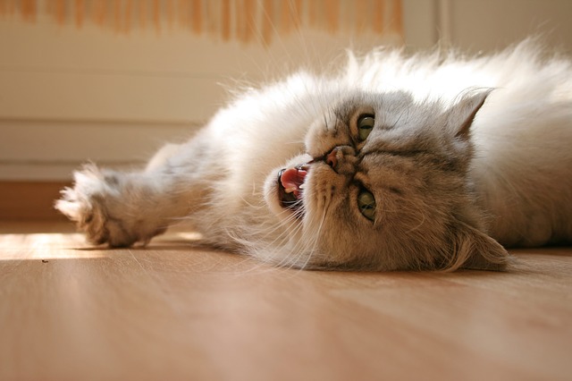 Cats Can Make 100 Sounds
