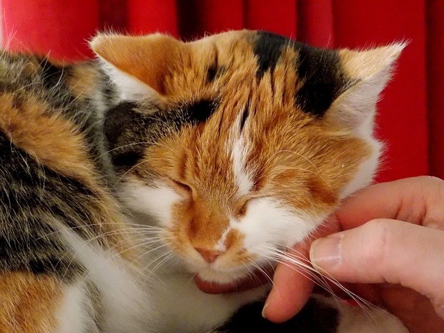 Cats Are Similar To Humans