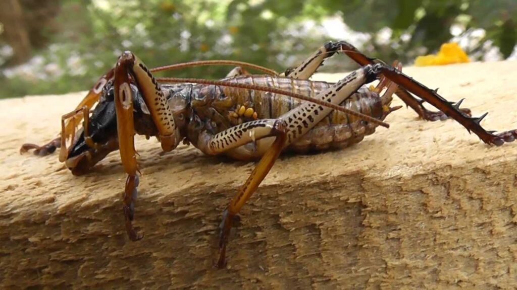 Yuckiest Insect Top 10 Freakiest Insects on Earth - LoneMind