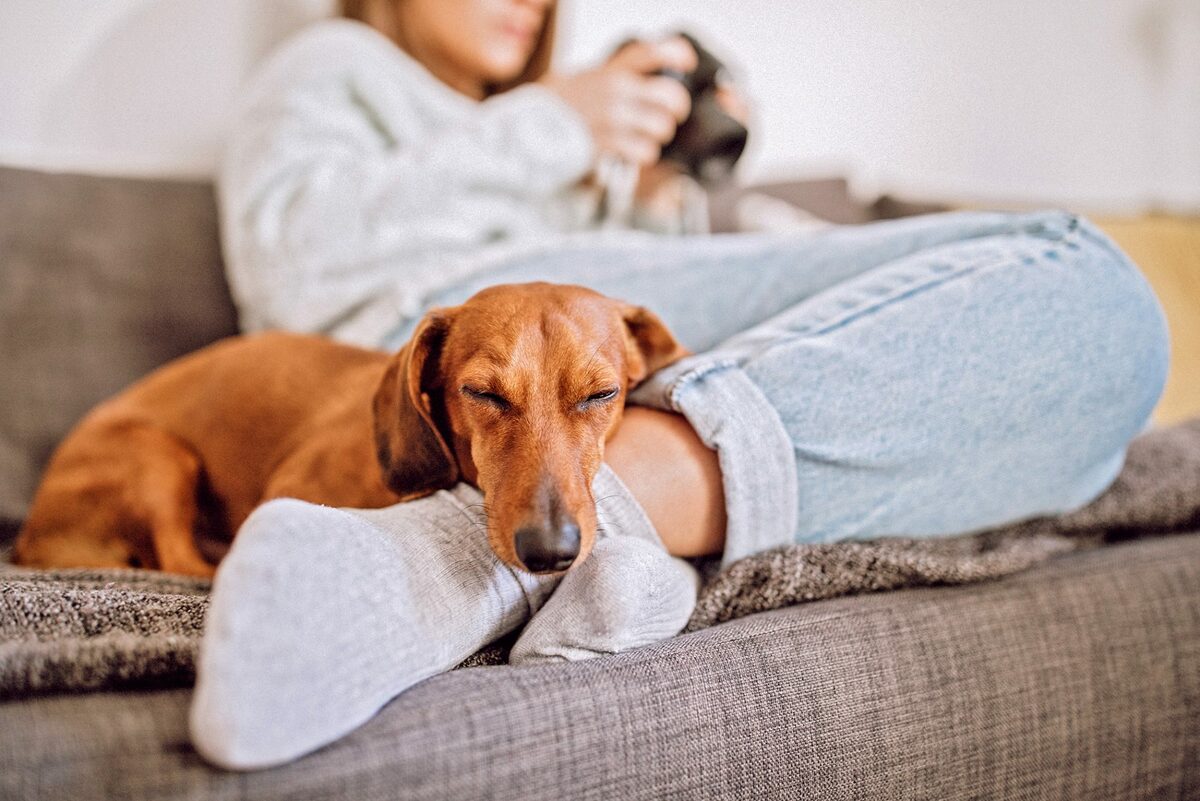 Why does my dog sleep on my feet?