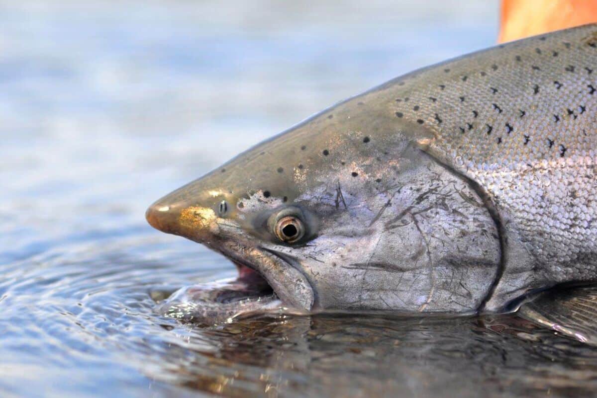 what does dreams about fish mean