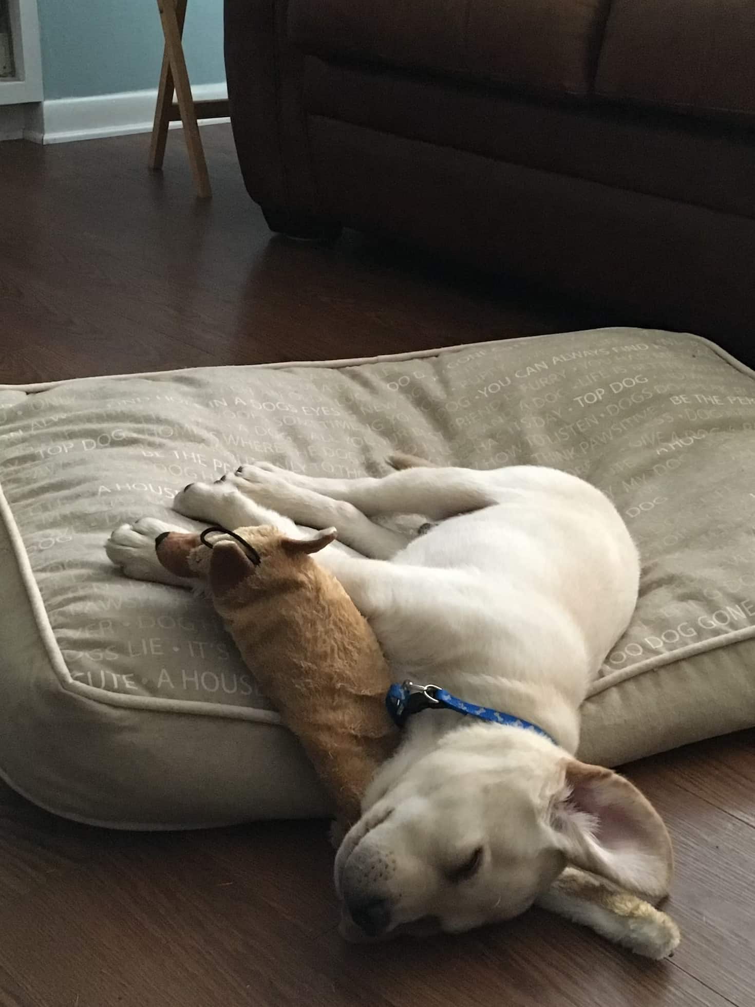 dog-sleeping