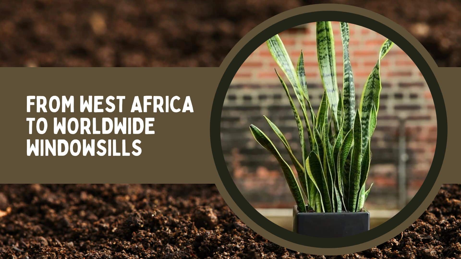 Benefits Of The Espada Plant