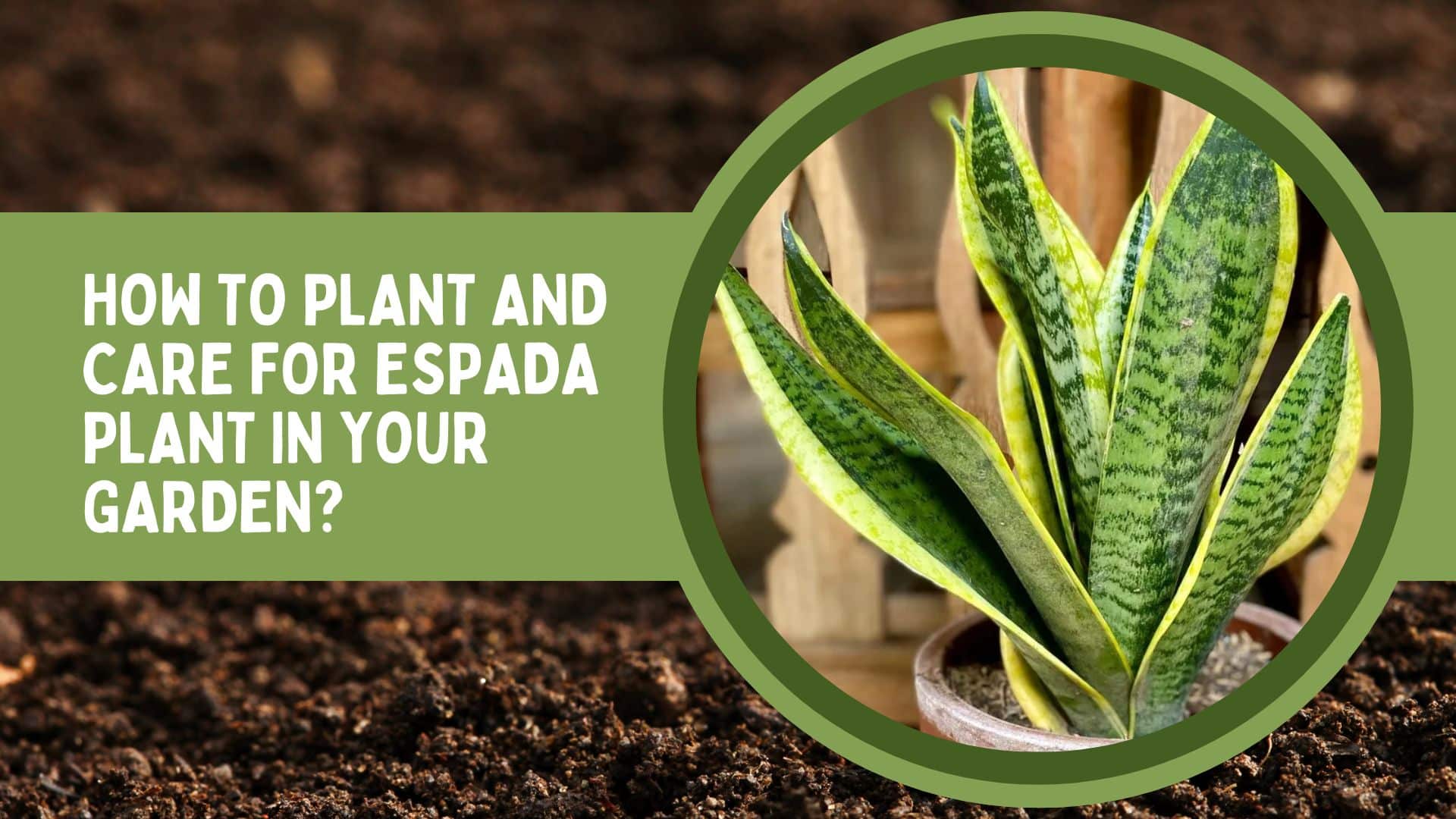 Benefits Of The Espada Plant