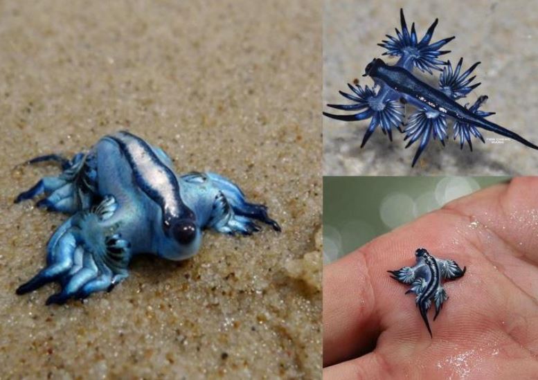 01 - blue sea slug