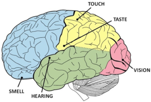 Active brain