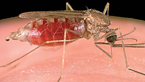 Mosquito that spreads malaria