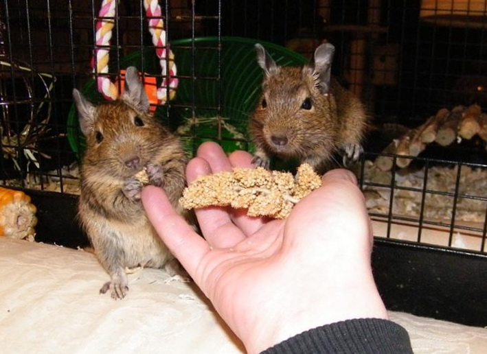 degu