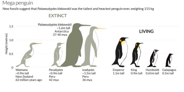 Penguin Chart Comparison