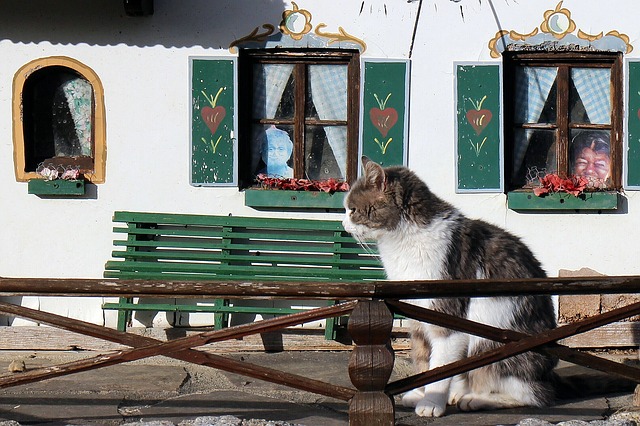 A Cat At Home