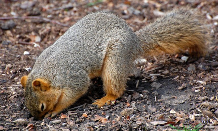 Why Squirrels Are Smarter Than Rednecks