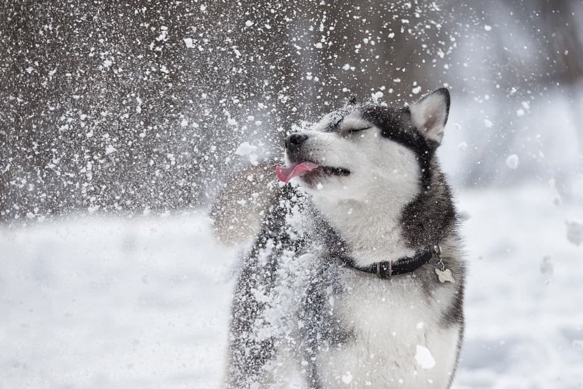 How cold is too cold for a dog to sleep outside