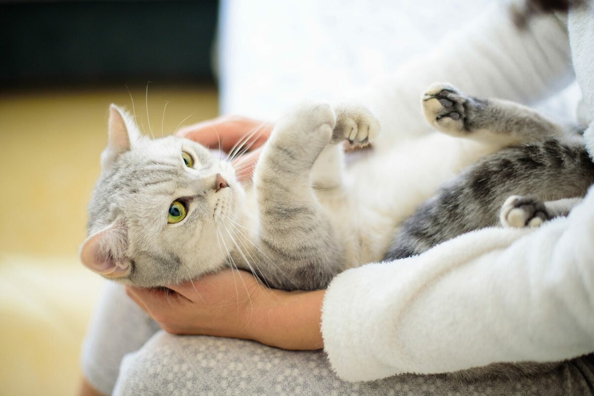 Do Cats Know When You Are Sad How Do Cats Communicate LoneMind