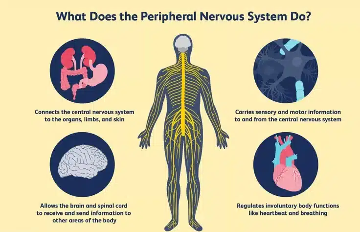 What does the peripheral nervous system do?