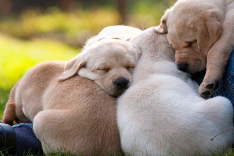 How much sleep do puppies need