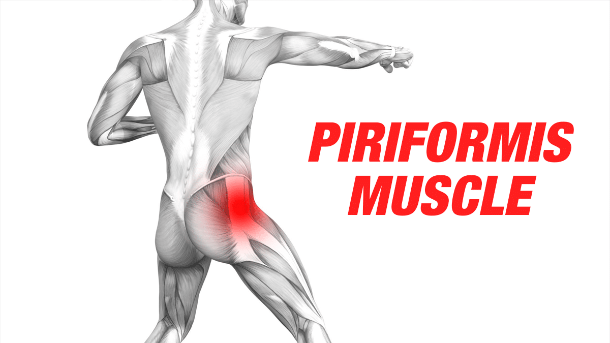  Piriformis Muscle